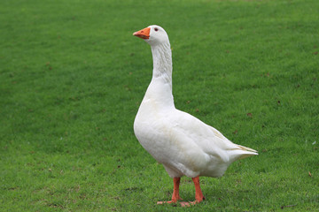 A domestic goose (Anser anser domesticus) with one standing in meadow