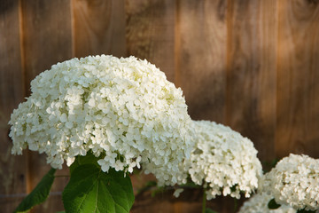 white hydrangea flowers