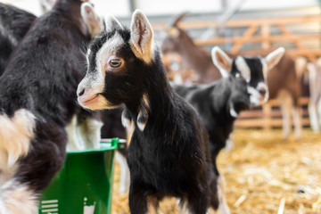 Zicklein toben und spielen im Stall
