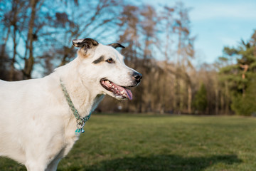 Obraz premium Beautiful white dog on a meadow in a public park