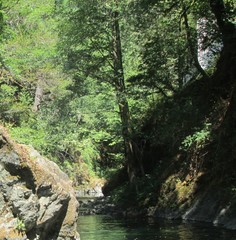 mountain river in the forest