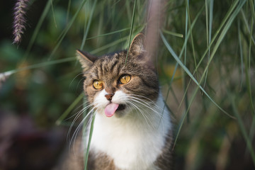 tabby british shorthair cat sticking out tongue under some culms of pampas grass