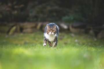 front view of a tabby british shorthair cat running towards camera in high speed mode surrounded by botany