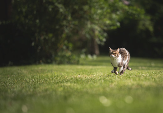 tabby british shorthair cat running over the lawn in front of some bushes and trees