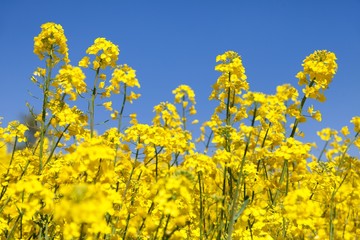 Obraz premium rapeseed canola or colza field in latin Brassica Napus