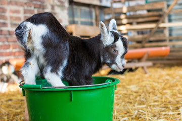 Zicklein toben und spielen im Stall