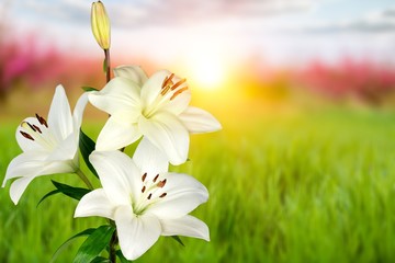 white lily flower