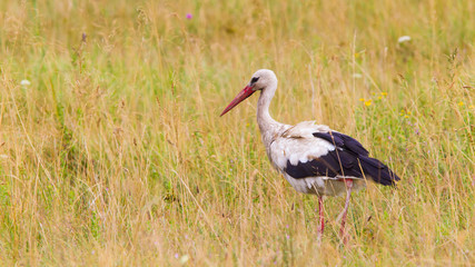 Ein Weißstorch bei der Futtersuche in eine Sommerwiese