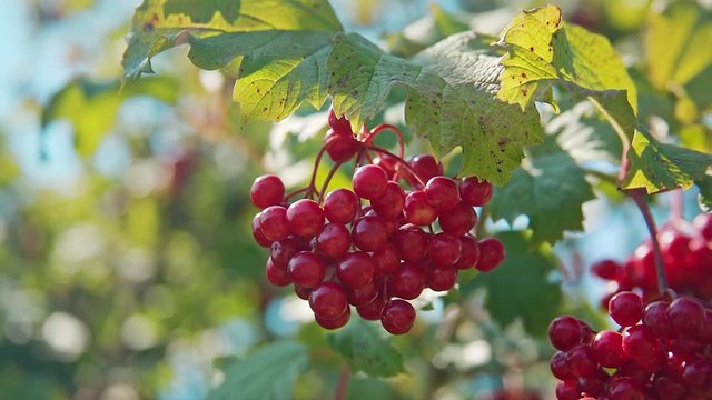 Viburnum berris also called Kalyna Grow On A Branch In Sunny Summer Day