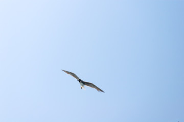Seagull flying in clear blue sky. Natural background with flying bird in sunny day. Egypt.