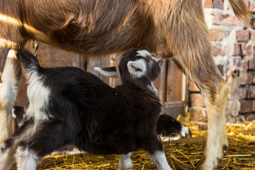 Zicklein trinkt am Euter der Mutterziege