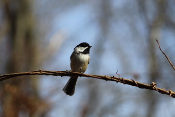 Chickadee
