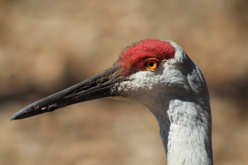 Crane Head