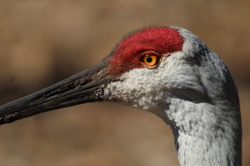 Crane Head 2