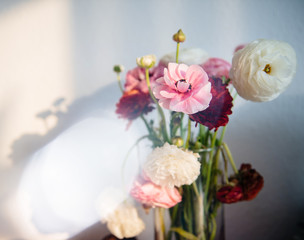 Beautiful ranunculus bouquet flower in vase against white wall with shadows of the flower from warm summer light 