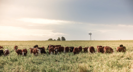 Cattle breeding in the Province of Buenos Aires, Argentina