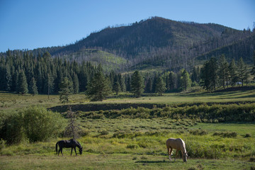 Two Horses Grazing