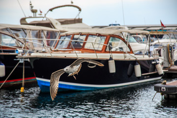 Fototapeta premium seagulls fly and eat on the pier in Istanbul