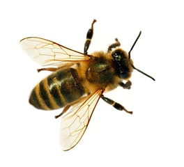 Foto op Plexiglas bij of honingbij of honingbij geïsoleerd op de witte © Daniel Prudek