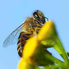 bee or honeybee on yellow flower