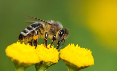 Fotobehang bee or honeybee pollinated yellow flower © Daniel Prudek