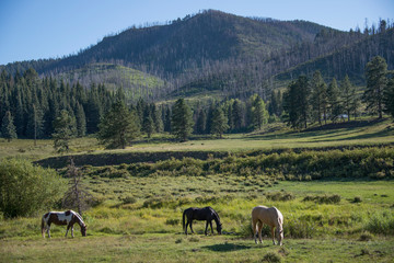Obraz premium Three Horses Grazing