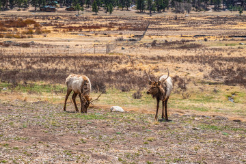 Beautiful Spring Hike to Flattop Mountain in Rocky Mountain National Park, Colorado