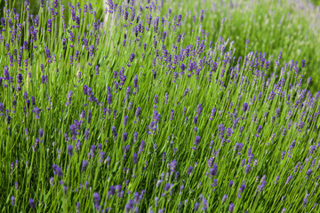 Horizontal Background Image - Lavender Blossom