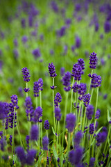 Background image - a blooming lavender closeup