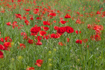 Field in blooming red poppies.