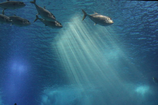 Sunshine in the sea