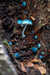 Blue fungi Mycena interrupta or Pixie's Parasol