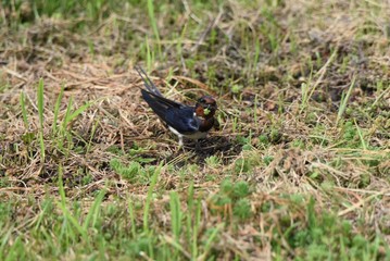 Swallows is preparing to make a nest.