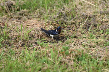 Swallows is preparing to make a nest.