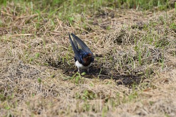 Swallows is preparing to make a nest.