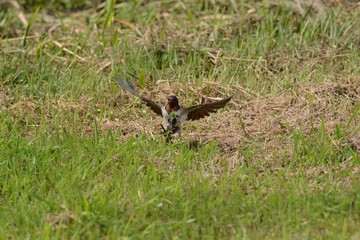 Swallows is preparing to make a nest.