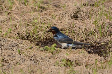 Swallows is preparing to make a nest.