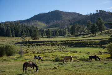 Four Horse with Mountain