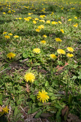 The shadow of tree branches on dandelions