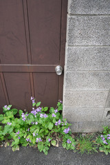 A door and flower weeds