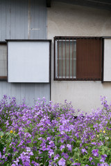 A wall and flowers of a house