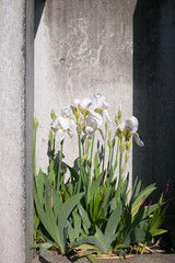 White flowers and a concrete wall