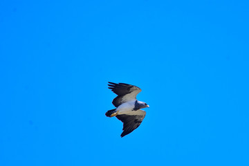 brazilian eagle, eagle flying in blue sky, Pandion haliaetus, chilean eagle, mountain-footed hawk, moorish eagle, turana, torona, geranoaetus melanoleucus, natural landscape