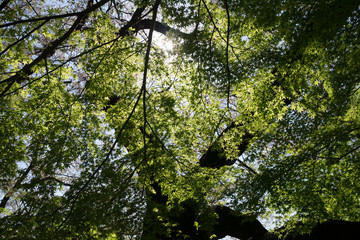 The fresh leaves in a spring day