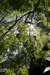 The fresh leaves in a spring day