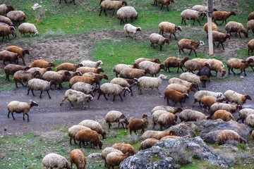 herd a lot of sheep sheep graze on a green meadow agriculture mammal