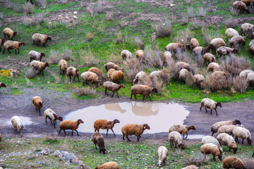 herd a lot of sheep sheep graze on a green meadow agriculture mammal