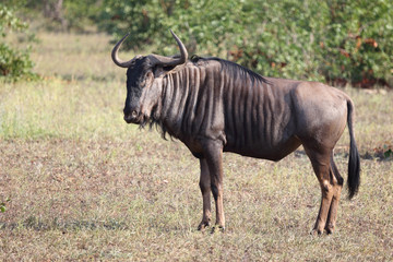 Streifengnu / Blue wildebeest / Connochaetes taurinus