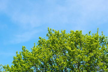 Fresh foliages in a spring day