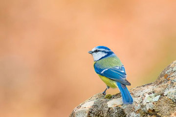 Cute colorful bird. Nature background. Common bird: Eurasian Blue Tit. Cyanistes caeruleus.